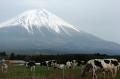 牛と富士山